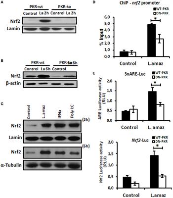 Systems Approach Reveals Nuclear Factor Erythroid 2-Related Factor 2/Protein Kinase R Crosstalk in Human Cutaneous Leishmaniasis